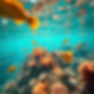 Vibrant Marine Ecosystem of Al Mamzar Diverse marine life visible in the clear waters of Al Mamzar Beach