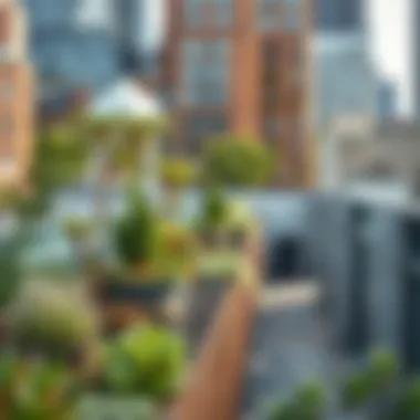 An urban rooftop garden contributing to city aesthetics and sustainability.