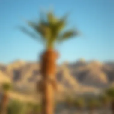 Landscapes surrounding Jebel Jais highlighting potential real estate developments